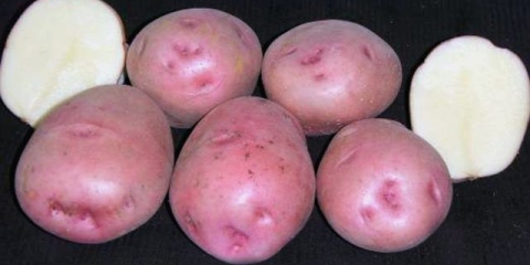 Krumpir od jorgovane magle: opis sorte, fotografija